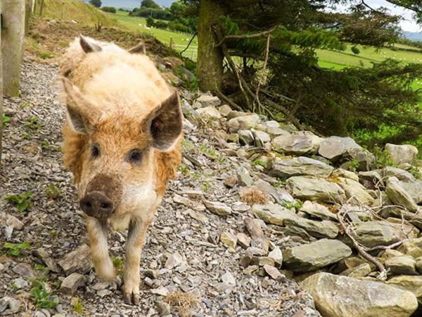 Y Bwthyn Villa Ystrad Meurig Kültér fotó